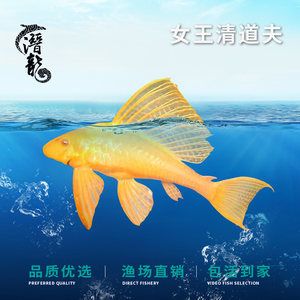 大帆魚清理魚缸嗎：大帆魚可以幫助清理魚缸嗎？ 魚缸百科 第3張