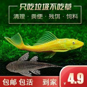 大帆魚清理魚缸嗎：大帆魚可以幫助清理魚缸嗎？ 魚缸百科 第4張