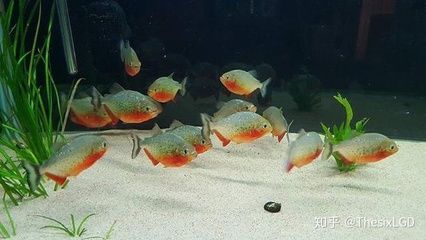 虎魚什么背景發(fā)色：如果你想讓你的虎魚發(fā)色更好，可以選擇白色或藍色的背景