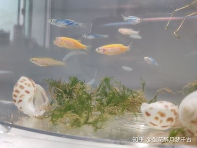 斑馬魚(yú)產(chǎn)卵：斑馬魚(yú)產(chǎn)卵準(zhǔn)備 斑馬狗頭魚(yú) 第1張