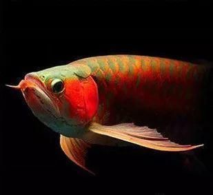 紅龍魚(yú)兜嘴有必要處理嗎：紅龍魚(yú)兜嘴是否需要處理