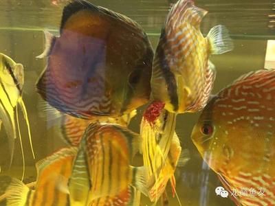 泰虎怎樣喂成球狀飼料：南托斯魚或暹羅虎魚是一種喜歡捕食活餌的大型觀賞魚