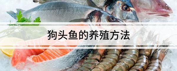 斑馬狗頭魚多大的魚缸能養(yǎng)：斑馬狗頭魚的飼養(yǎng)技巧 斑馬狗頭魚 第2張