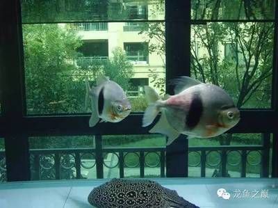 魟魚下鹽后拒食：魟魚下鹽后拒食可能是由于以下原因：添加鹽分可能會增加魚的消化負擔 魟魚百科 第3張