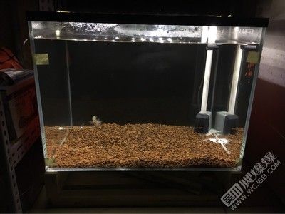 成品上濾魚缸拆掉上蓋：成品上濾魚缸上蓋拆除方法 魚缸百科 第2張