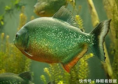 虎魚可以餓多久不死：虎魚可以餓5到7天而不死而成年虎魚可以餓多久不死 虎魚百科 第3張