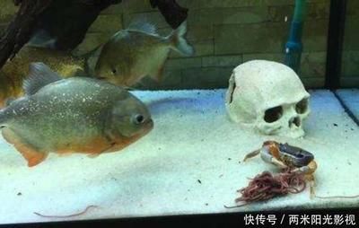 虎魚可以餓多久不死：虎魚可以餓5到7天而不死而成年虎魚可以餓多久不死 虎魚百科 第2張