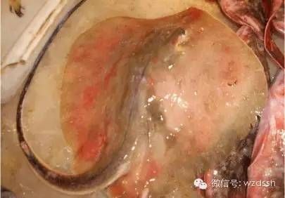 魟魚腸胃炎加溫和換水能好嗎：魟魚腸胃炎加溫和換水能好嗎[需手動填充]魚腸胃炎加溫和換水能好嗎 魟魚百科 第1張