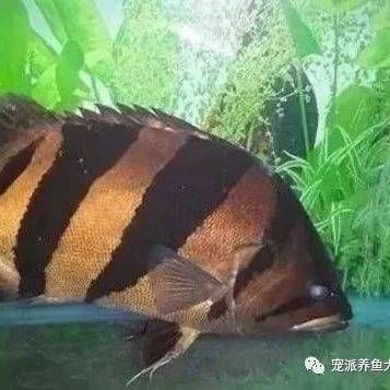 虎魚(yú)怎么會(huì)蒙眼睛：虎魚(yú)為什么會(huì)蒙眼 虎魚(yú)百科 第3張