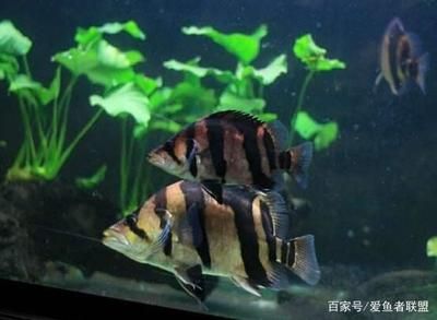 虎魚蒙眼能自己恢復(fù)嗎怎么治：虎魚蒙眼能否自愈以及如何治療虎魚蒙眼的類型和嚴(yán)重程度 虎魚百科 第3張