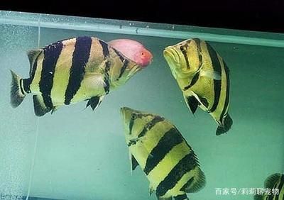 虎魚為什么會變色：虎魚為什么變色 虎魚百科 第3張