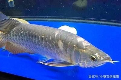 龍魚(yú)吃太飽吃什么可以消化：龍魚(yú)吃太飽可能會(huì)導(dǎo)致消化不良和腸胃疾病 龍魚(yú)百科 第2張