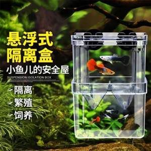 大魚缸隔離盒養(yǎng)小魚可以嗎：在大魚缸中使用隔離盒養(yǎng)小魚需要注意以下幾點(diǎn) 魚缸百科 第4張