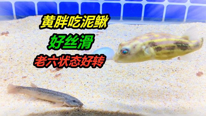 斑馬狗頭魚(yú)vs食人魚(yú)：斑馬狗頭魚(yú)與食人魚(yú)的區(qū)別