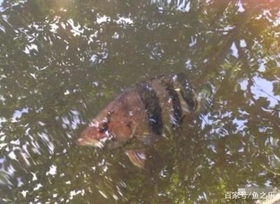 野生泰國虎魚生活地點(diǎn)：野生泰國虎魚主要生活在湄公河流域的國家，它們的生存能力較強(qiáng) 泰國虎魚 第2張