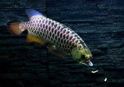 龍魚(yú)打架五天不吃東西怎么辦：龍魚(yú)打架五天不吃東西怎么辦龍魚(yú)打架五天不吃東西怎么辦