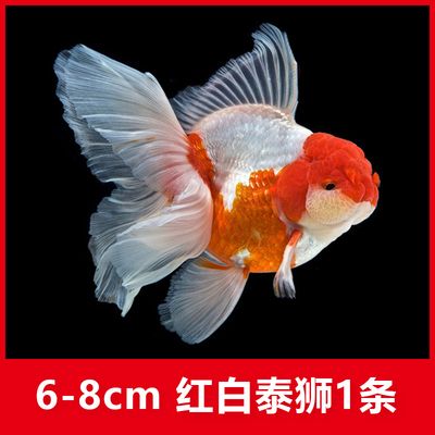 淡水觀賞魚(yú)燈魚(yú)：淡水觀賞魚(yú)燈魚(yú)的起源與分布淡水觀賞魚(yú)的起源與分布 水族燈（魚(yú)缸燈） 第3張