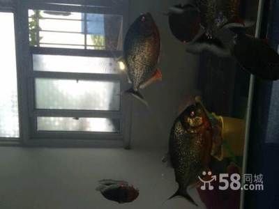 虎魚(yú)白毛病：虎魚(yú)白毛病怎么治療