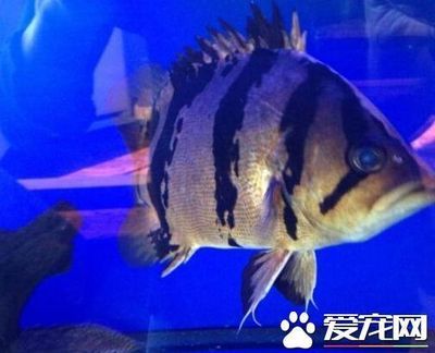 印尼虎魚貴嗎值錢嗎多少錢一條：三紋印尼虎魚價(jià)格在800元左右，印尼虎魚貴嗎多少錢一條