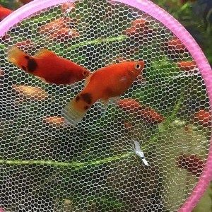 斑馬狗頭多大的魚(yú)缸可以養(yǎng)金魚(yú)：斑馬狗頭魚(yú)可以與金魚(yú)共同飼養(yǎng)在一個(gè)魚(yú)缸中嗎？