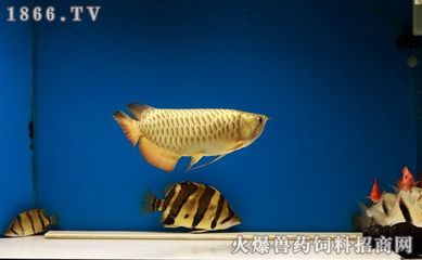 印尼虎魚和什么魚混養(yǎng)出狀態(tài)最好：什么魚適合與印尼虎魚混養(yǎng) 虎魚百科 第2張