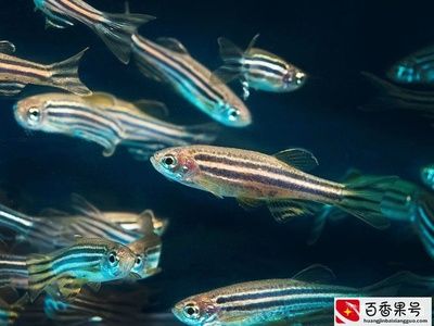 斑馬魚怎么繁殖：斑馬魚的繁殖過程 斑馬狗頭魚 第1張