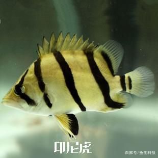 泰虎魚怎么看品相好壞：泰虎魚怎么看品相好壞泰虎魚怎么看品相好壞 泰國虎魚 第3張