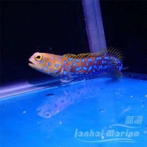 虎魚(yú)海水：虎魚(yú)是一類廣泛分布于全球淡水和海水域的魚(yú)類中最大的一科 泰國(guó)虎魚(yú) 第2張