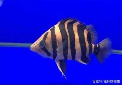 虎魚(yú)蒙眼不吃東西怎么辦：虎魚(yú)蒙眼不吃東西怎么辦虎魚(yú)蒙眼不吃東西怎么辦