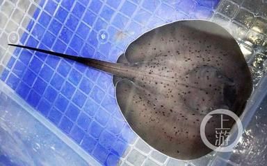 魟魚出生多大可以繁殖了：魟魚出生多大可以繁殖 魟魚百科 第1張