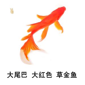 100cm魚(yú)缸能養(yǎng)幾條蝴蝶鯉魚(yú)：100cm魚(yú)缸能養(yǎng)幾條蝴蝶鯉魚(yú)之前需要考慮以下幾個(gè)因素 魚(yú)缸定做 第2張