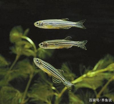 斑馬魚和孔雀魚混養(yǎng)：斑馬魚和孔雀魚可以混養(yǎng)嗎？ 斑馬狗頭魚 第1張