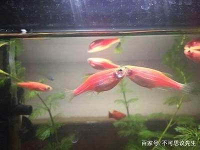 斑馬魚和孔雀魚混養(yǎng)：斑馬魚和孔雀魚可以混養(yǎng)嗎？ 斑馬狗頭魚 第3張