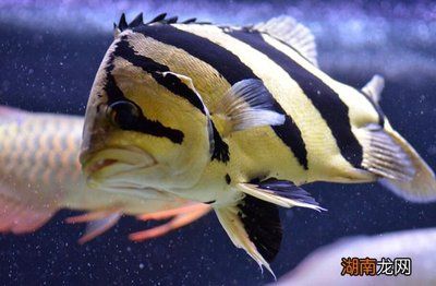 虎魚和鸚鵡魚混養(yǎng)好嗎：虎魚和鸚鵡魚可以混養(yǎng)嗎 虎魚百科 第1張