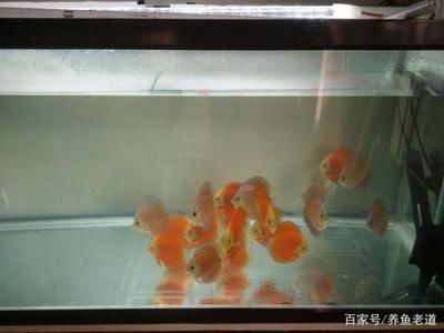 1米2的魚缸養(yǎng)幾條魚：1米2的魚缸養(yǎng)幾條魚合適