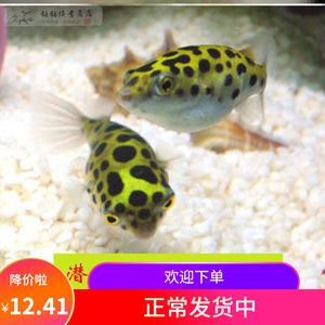 斑馬狗頭魚(yú)喜歡什么水質(zhì)的魚(yú)缸養(yǎng)：斑馬狗頭魚(yú)喜歡生活在弱酸性至中性、硬度適中、溫度適中 斑馬狗頭魚(yú) 第1張