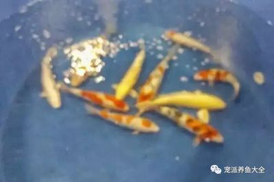 皇冠魟魚為什么貴： 魟魚百科 第3張