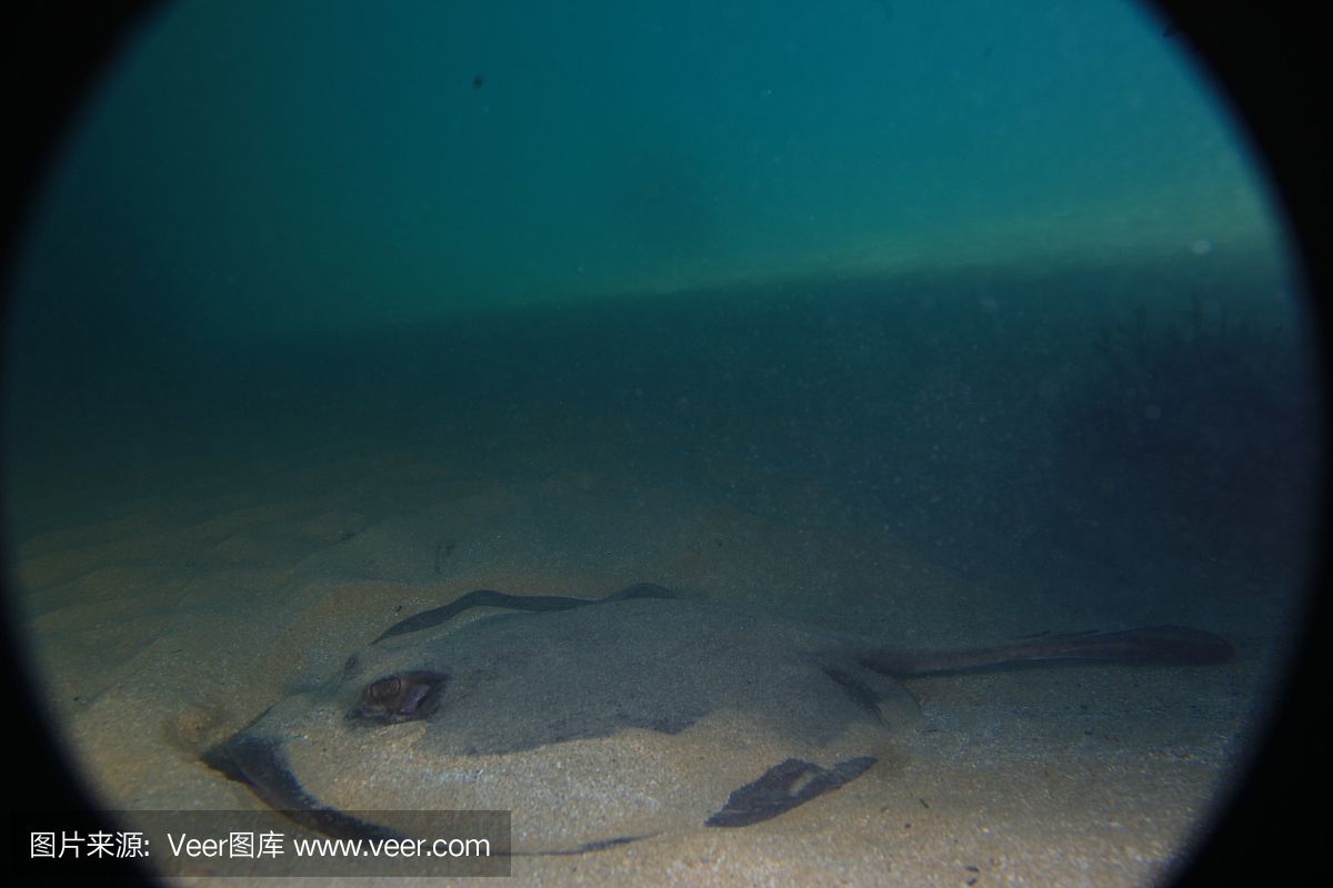 魟魚必須加氧嗎怎么養(yǎng)的：關(guān)于魟魚是否必須加氧，以及如何養(yǎng)的問題，根據(jù)搜索結(jié)果 魟魚百科 第2張