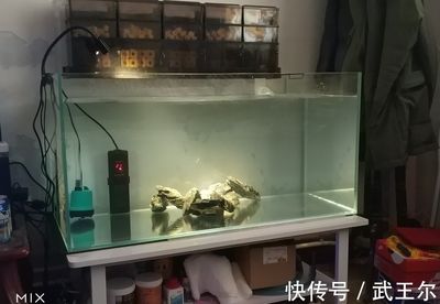 1.4米魚(yú)缸水泵調(diào)到多大功率：選擇1.4米魚(yú)缸水泵的功率需要綜合考慮多個(gè)因素