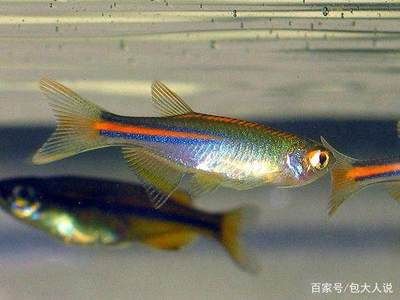 斑馬魚是什么：斑馬魚在科學研究中的應用 斑馬狗頭魚 第2張