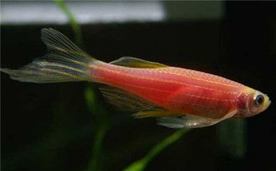 斑馬魚是什么：斑馬魚在科學研究中的應用 斑馬狗頭魚 第3張