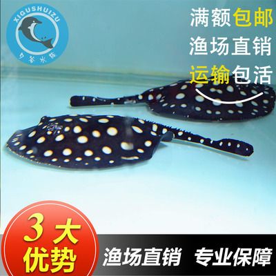 魟魚單養(yǎng)一只公的還是母的：[需手動(dòng)填充]魚應(yīng)該單養(yǎng)一只公的還是母的？ 魟魚百科 第2張