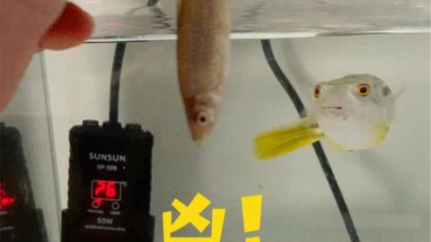 斑馬狗頭魚多少水溫：斑馬狗頭魚的飼養(yǎng)技巧 斑馬狗頭魚 第1張