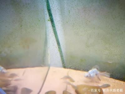 玻璃魚(yú)缸壁青苔清理視頻：如何清理魚(yú)缸壁上的青苔？