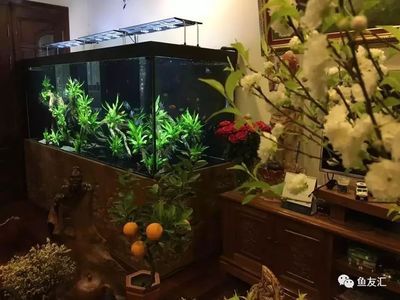 皇冠魟魚飼養(yǎng)：皇冠魟魚的飼養(yǎng)方法