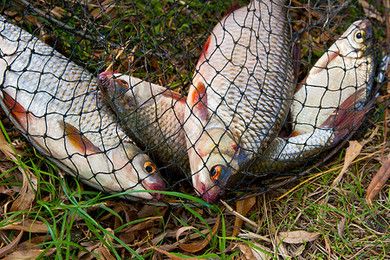 魟魚脫刺不見了：為什么[需手動填充]魚脫刺后刺不見了 魟魚百科 第1張