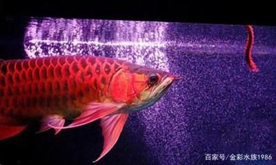 龍魚(yú)發(fā)色燈開(kāi)多久會(huì)死：龍魚(yú)發(fā)色燈開(kāi)的時(shí)間和時(shí)長(zhǎng)對(duì)龍魚(yú)的健康和發(fā)色有影響