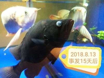 兩虎魚打架一只躲起來發(fā)黑怎么辦：兩只虎魚打架一只躲起來發(fā)黑怎么辦 虎魚百科 第1張