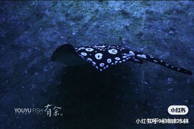 魟魚翻肚翹邊怎么辦：魟魚翻肚翹邊怎么辦, 魟魚百科