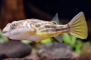 斑馬狗頭魚(yú)繁殖季節(jié)幾月份：斑馬狗頭魚(yú)的繁殖季節(jié)